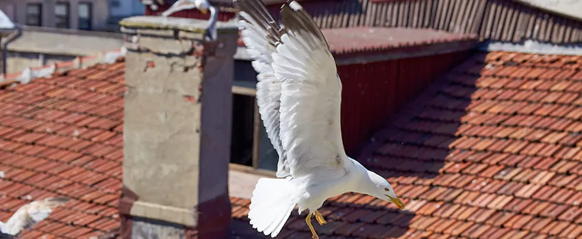 Residential Chimney Animal Removal Solution in Woodbridge, ON