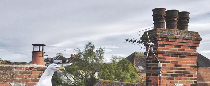 Chimney Cleaning And Restoration in Woodbridge, Ontario